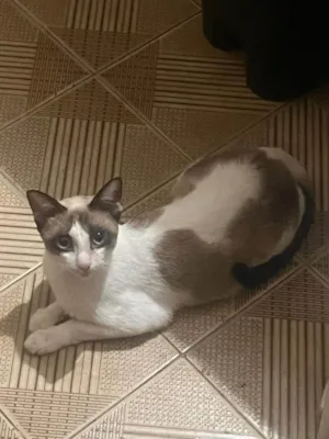 Gato raça SRD-ViraLata idade 1 ano nome Sem nome....