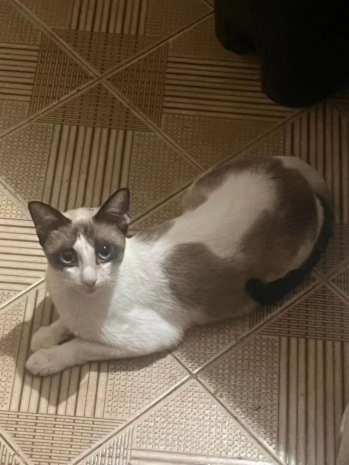 Gato ra a SRD-ViraLata idade 1 ano nome Sem nome....