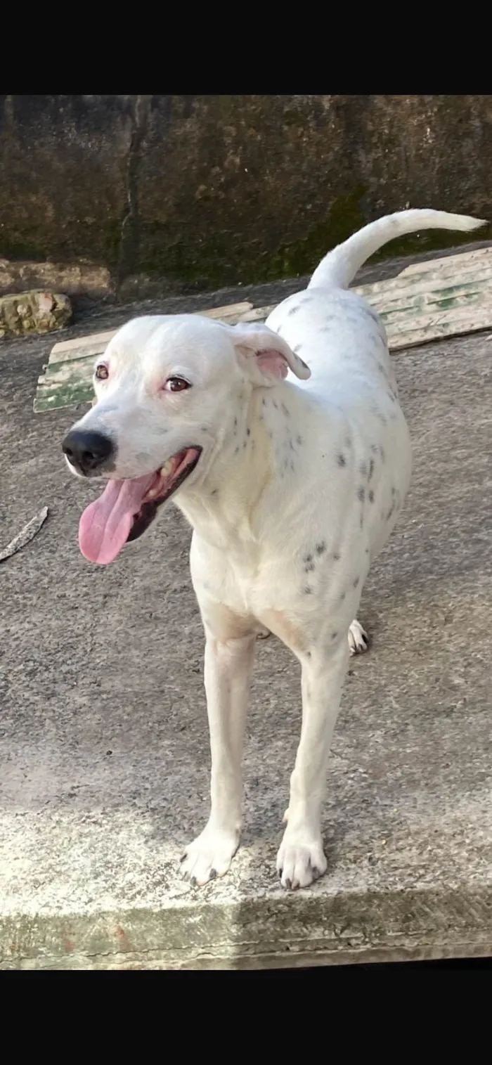 Cachorro ra a Dálmata idade 2 a 6 meses nome Albino
