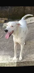 Albino