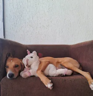 Cachorro raça SRD-ViraLata idade 2 anos nome Mel 