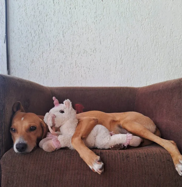 Cachorro ra a SRD-ViraLata idade 2 anos nome Mel 