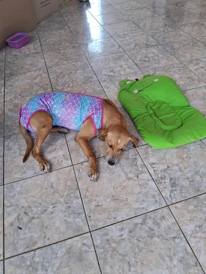 Cachorro ra a SRD-ViraLata idade 2 anos nome Mel 