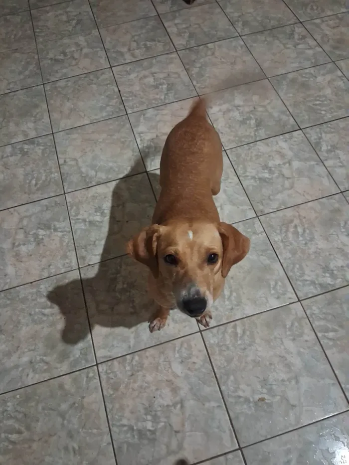 Cachorro ra a SRD-ViraLata idade 2 anos nome Mel 