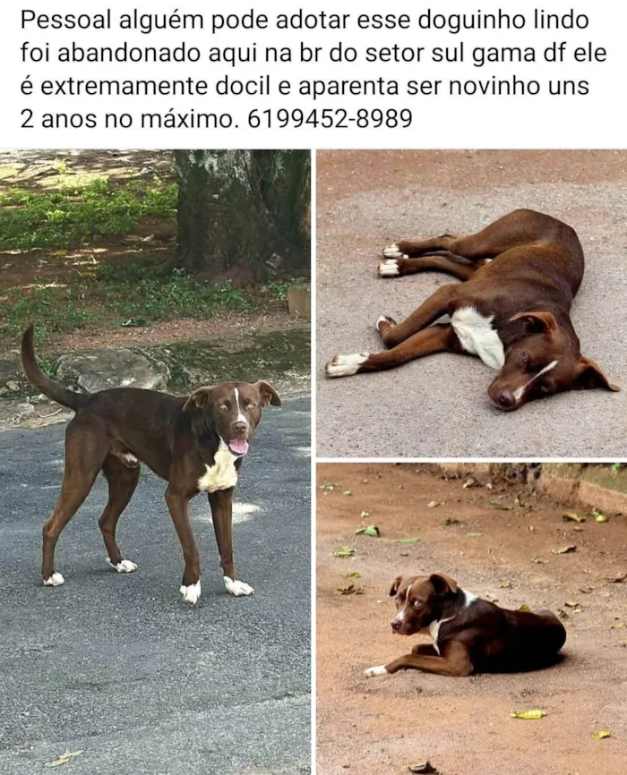 Cachorro ra a Boxer idade 2 anos nome Bobby 