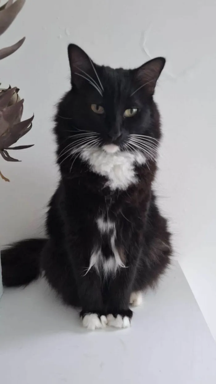 Gato ra a SRD-ViraLata idade 5 anos nome Salém 