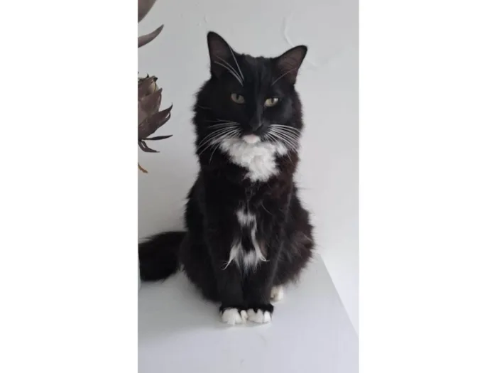 Gato ra a SRD-ViraLata idade 5 anos nome Salém 