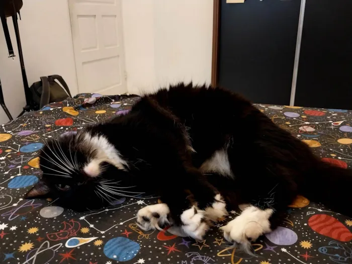 Gato ra a SRD-ViraLata idade 5 anos nome Salém 