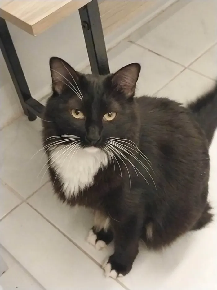 Gato ra a SRD-ViraLata idade 5 anos nome Salém 