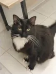 Salém