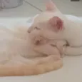 Duas gatinhas lindas