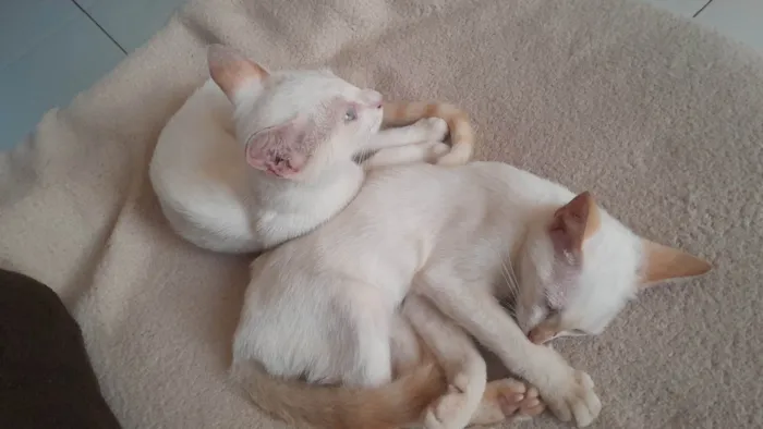 Gato ra a SRD-ViraLata idade 7 a 11 meses nome Duas gatinhas lindas 