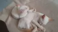 Duas gatinhas lindas