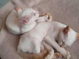 Gato raça SRD-ViraLata idade 7 a 11 meses nome Duas gatinhas lindas 