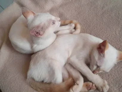 Gato raça SRD-ViraLata idade 7 a 11 meses nome Duas gatinhas lindas 