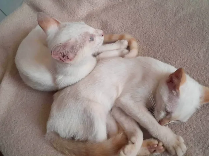 Gato ra a SRD-ViraLata idade 7 a 11 meses nome Duas gatinhas lindas 