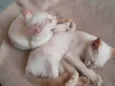 Duas gatinhas lindas