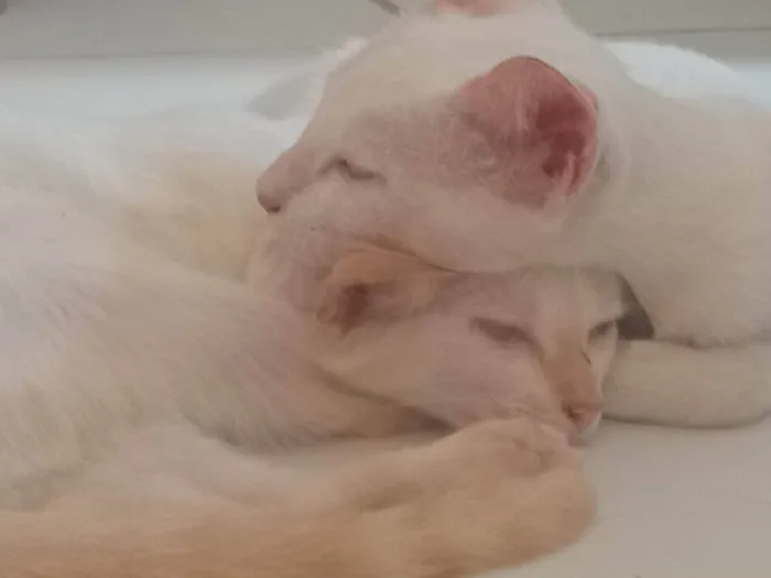 Gato ra a SRD-ViraLata idade 7 a 11 meses nome Duas gatinhas lindas 