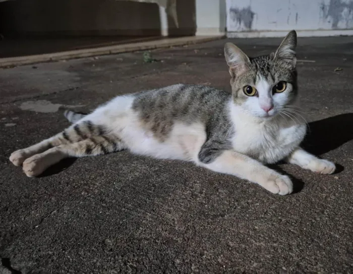 Gato ra a SRD-ViraLata idade 2 anos nome Olívia (de Olívia-Palito)