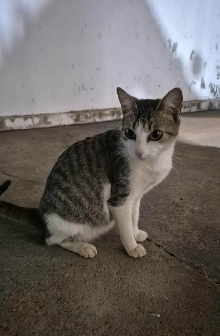 Gato ra a SRD-ViraLata idade 2 anos nome Olívia (de Olívia-Palito)