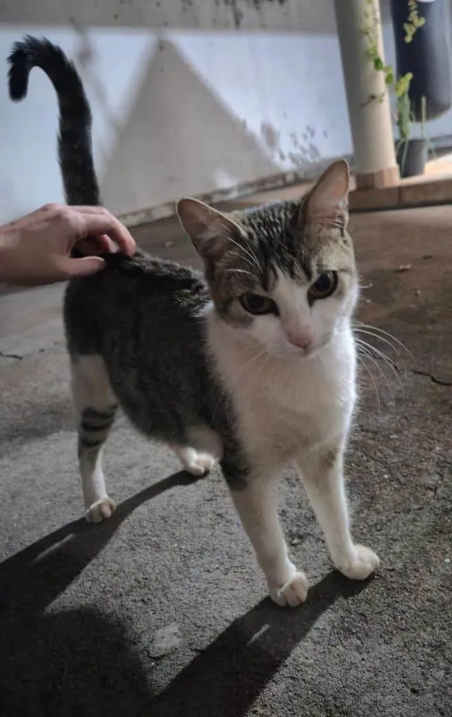 Gato ra a SRD-ViraLata idade 2 anos nome Olívia (de Olívia-Palito)
