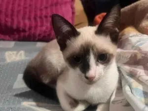 Gato raça SRD-ViraLata idade 2 a 6 meses nome Sem nome