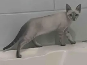 Gato raça SRD-ViraLata idade 2 a 6 meses nome Sem nome.