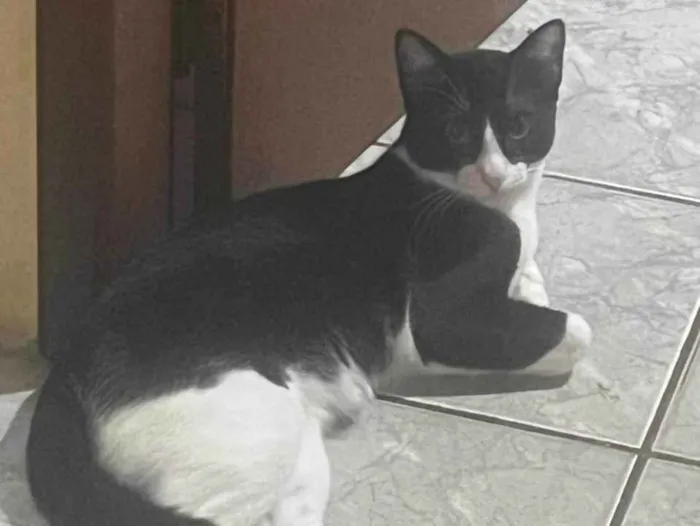 Gato ra a SRD-ViraLata idade 7 a 11 meses nome Sem nome..