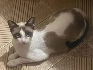 Gato raça SRD-ViraLata idade 1 ano nome Sem nome....