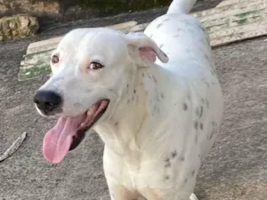 Cachorro raça Dálmata idade 2 a 6 meses nome Albino