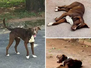 Cachorro raça Boxer idade 2 anos nome Bobby 
