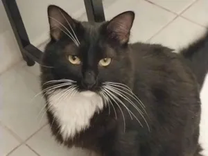 Gato raça SRD-ViraLata idade 5 anos nome Salém 
