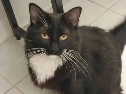 Gato raça SRD-ViraLata idade 5 anos nome Salém 