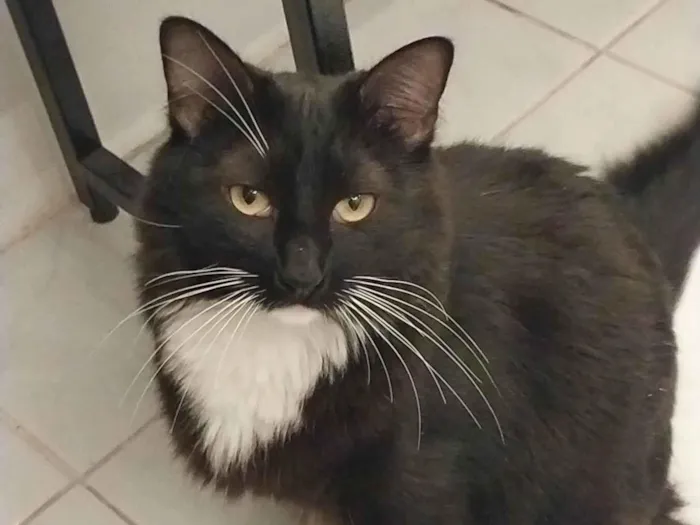 Gato ra a SRD-ViraLata idade 5 anos nome Salém 