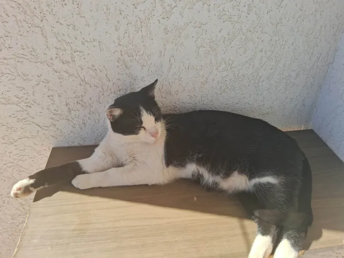 Gato ra a SRD-ViraLata idade 2 anos nome Pedrinho 