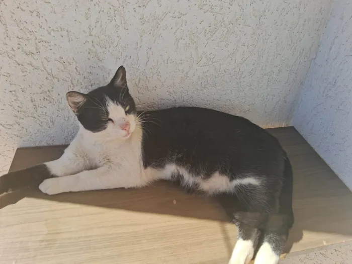 Gato ra a SRD-ViraLata idade 2 anos nome Pedrinho 