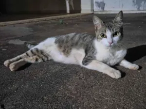 Gato raça SRD-ViraLata idade 2 anos nome Olívia (de Olívia-Palito)