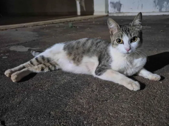 Gato ra a SRD-ViraLata idade 2 anos nome Olívia (de Olívia-Palito)