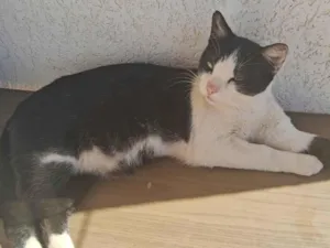 Gato raça SRD-ViraLata idade 2 anos nome Pedrinho 