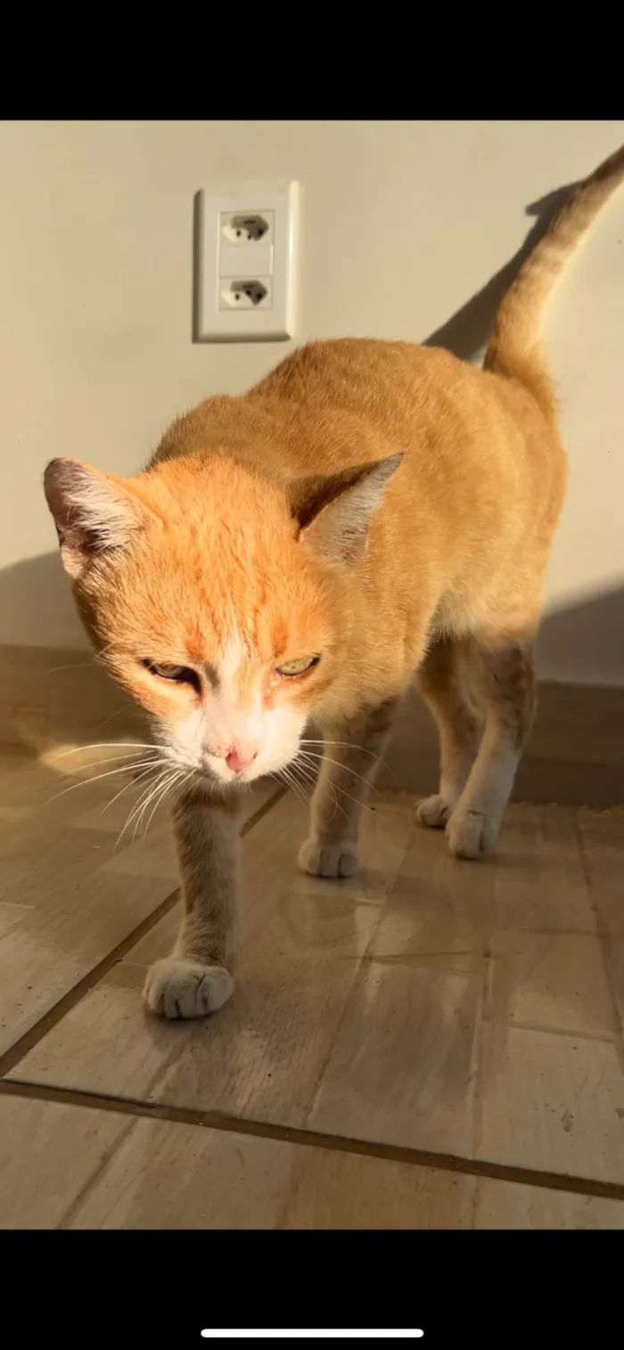 Gato ra a SRD-ViraLata idade 2 anos nome Joelma