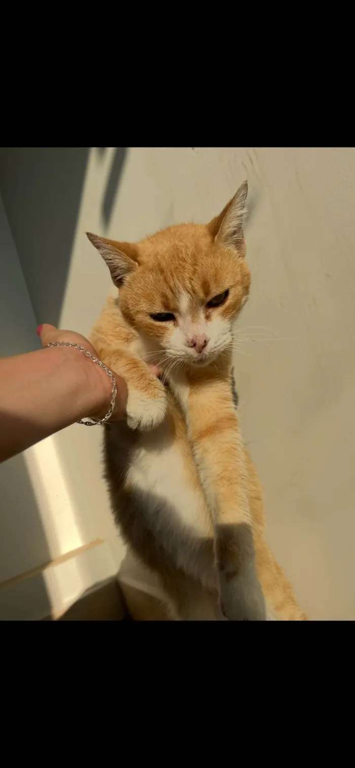 Gato ra a SRD-ViraLata idade 2 anos nome Joelma