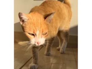 Gato raça SRD-ViraLata idade 2 anos nome Joelma
