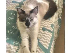 Gato raça SRD-ViraLata idade 1 ano nome Luna