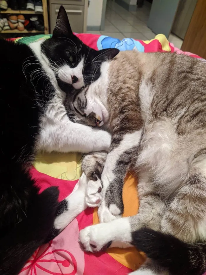 Gato ra a SRD-ViraLata idade 4 anos nome Chora e Migli
