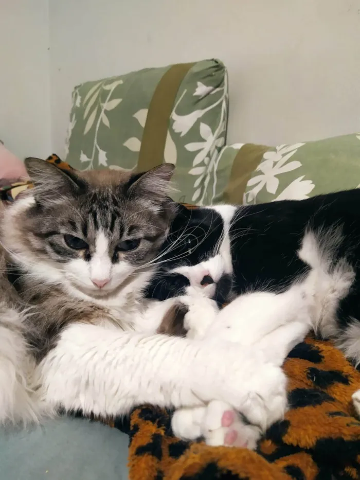 Gato ra a SRD-ViraLata idade 4 anos nome Chora e Migli