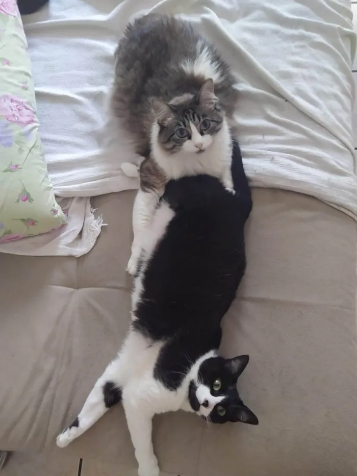 Gato ra a SRD-ViraLata idade 4 anos nome Chora e Migli