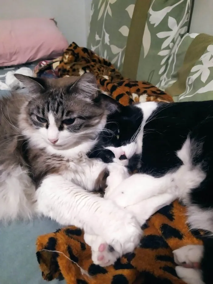 Gato ra a SRD-ViraLata idade 4 anos nome Chora e Migli