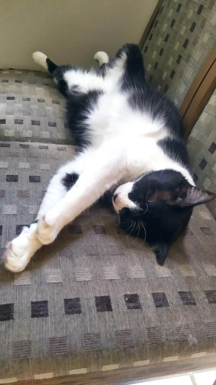 Gato ra a SRD-ViraLata idade 4 anos nome Chora e Migli