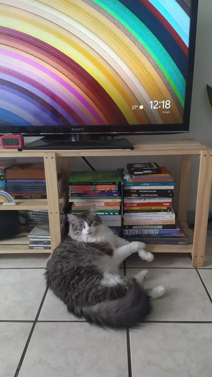 Gato ra a SRD-ViraLata idade 4 anos nome Chora e Migli