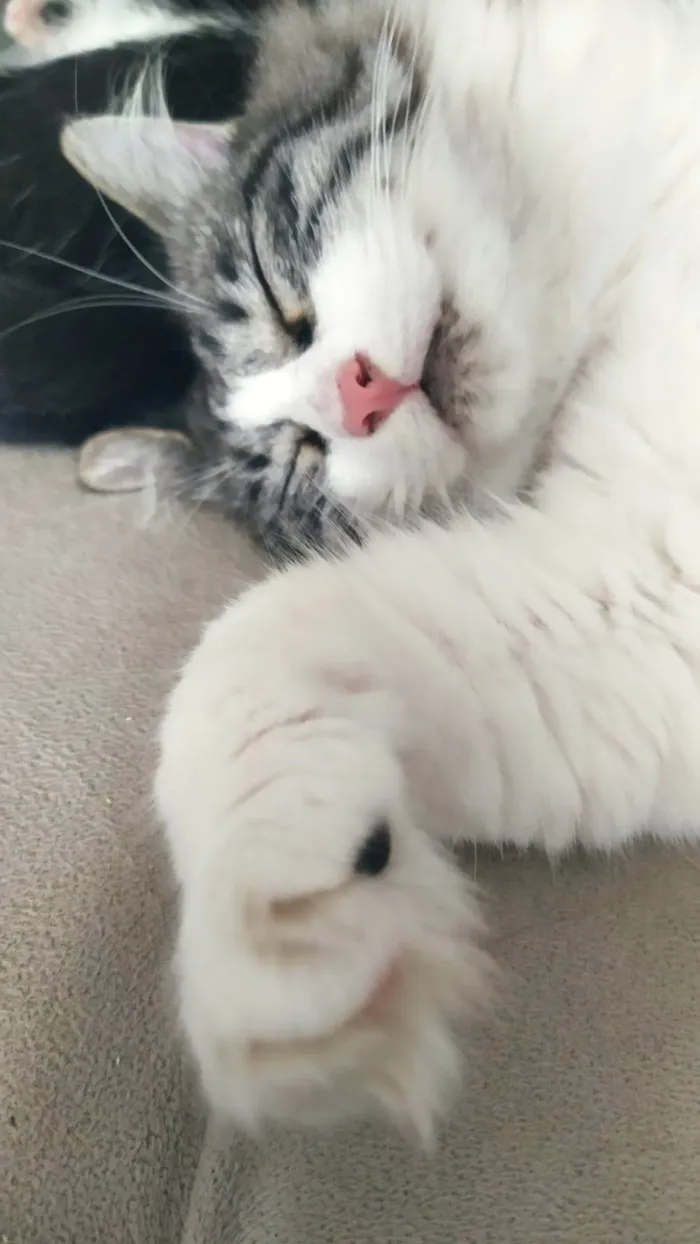 Gato ra a SRD-ViraLata idade 4 anos nome Chora e Migli